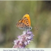 lycaena ochimus talysh male3